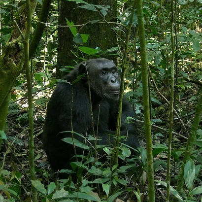 Esemplare di scimpanzé (Pan troglodytes), questa specie può comunicare attraverso il linguaggio dei segni
