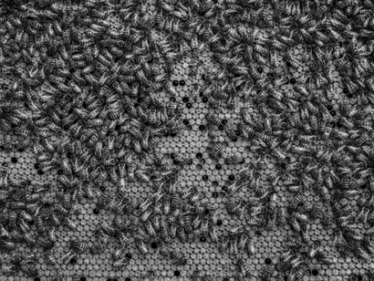 Honeybees have been in decline for decades