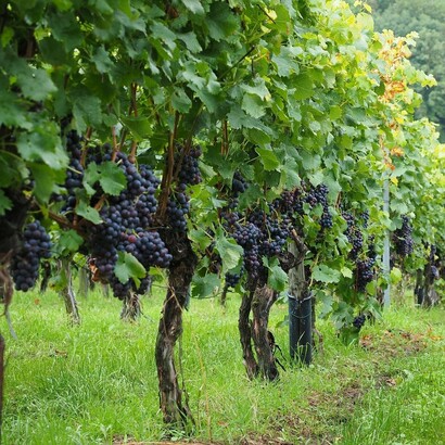 Dettaglio di un vigneto