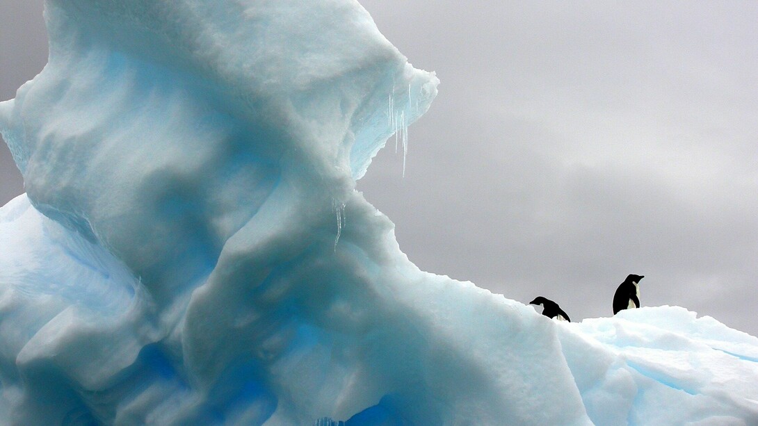 Pingüinos en el hielo