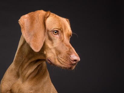 Symptoms of rhino-conjunctivitis and asthma can appear as allergic reactions to pets