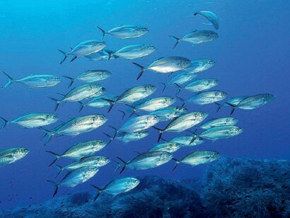 Pesci Ustica