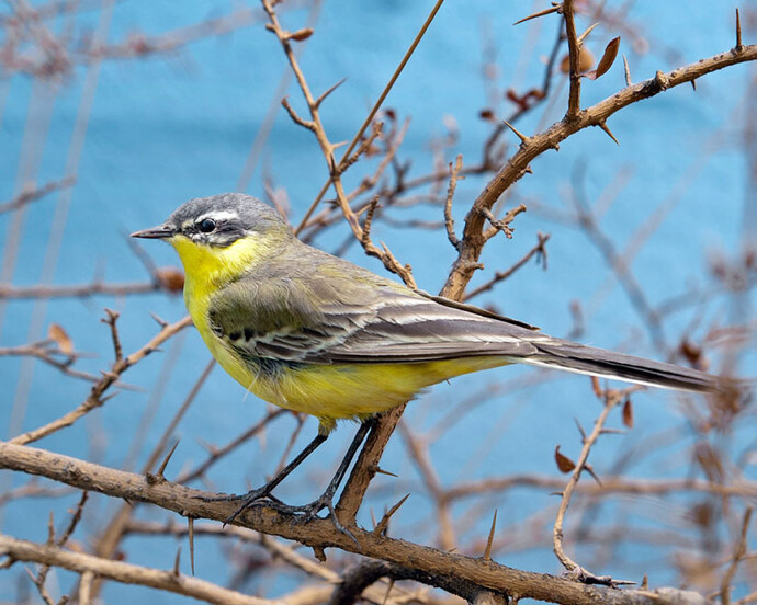 Birds & Indigenous Animals. Courtesy of Museum für Naturkunde
