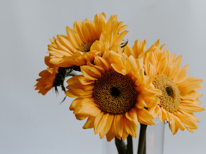 Mazzo di girasoli. La primavera ha risvegliato il nostro fervore