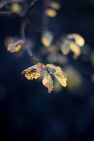 Kyoko Ide, Natura Umbria