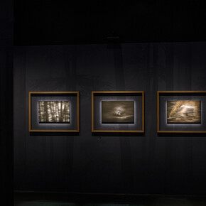 En forêt avec Vincent Munier, vue d'exposition. Avec l'aimable autorisation du Musée des Confluences