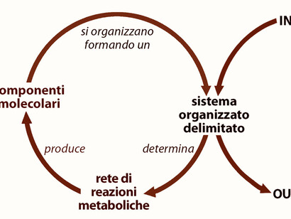 Illustrazione dal volume "Vita e natura: una visione sistemica", Aboca Edizioni