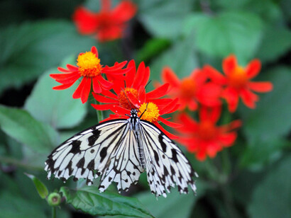 Judy Istock Butterfly Haven. Courtesy of Peggy Notebaert Nature Museum