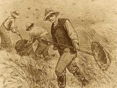 Dibujo que muestra el «ataque» de las langostas en un escenario rural del interior de Norteamérica en el siglo XIX