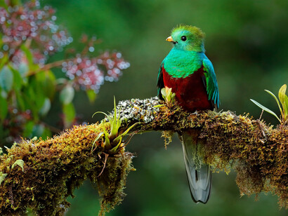 El quetzal es el ave nacional de Guatemala. Dice una leyenda guatemalteca que el quetzal solía cantar hermosamente antes de la conquista española y que ha quedado callado después, pero cantará otra vez cuando la tierra esté libre de verdad