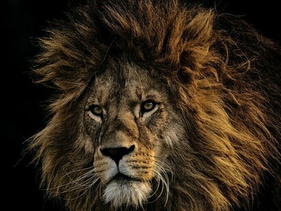 Embrassez votre lionne intérieure et conquérez le monde