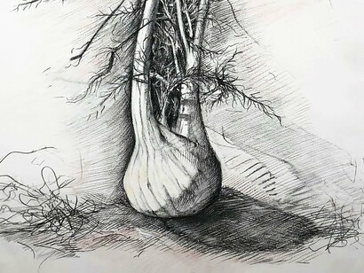 Marcia Neblett, Fennel (detail), 2021, Charcoal, Conté, graphite on paper, 24 x 18 inches. Courtesy of A.I.R Gallery
