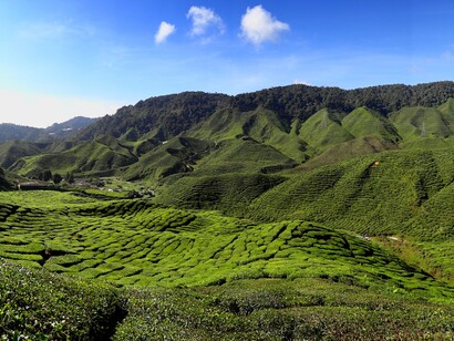 Malasia. Cameron Highlands