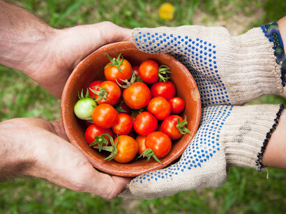 Plato con tomates 'ecológicos'