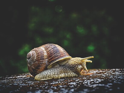 My father had adopted the African tendency to take things slow