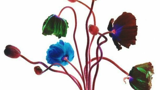 Renato Grome,Life 2006, Stampa a colori, Edizione di 5 esemplari, cm 126 x 151