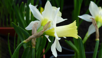 Narcissus 'Elka'