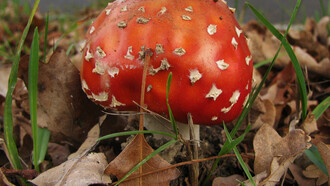 Amanita muscaria