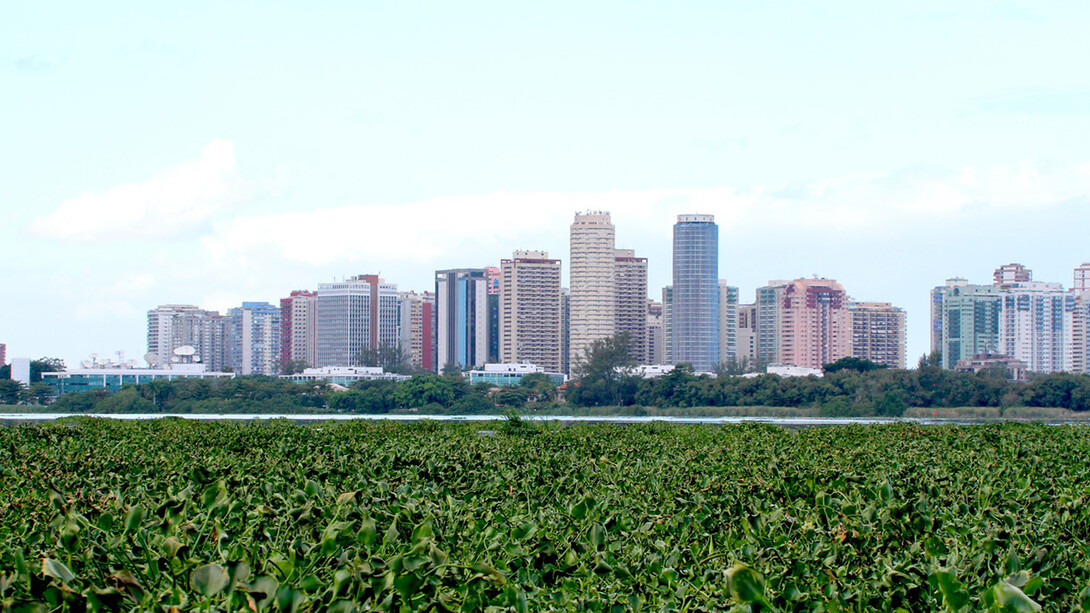 Plantas aquáticas tomam conta da parte da Lagoa da Tijuca, em resposta ao volume de esgoto lançado em suas águas o que possibilita sua proliferação descontrolada

