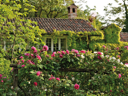Scorci dell’agriturismo La Traversina con la fioritura di iris e rose, in maggio-giugno. Foto di Enzo Valenti