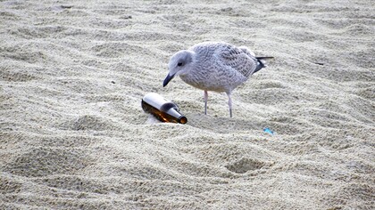 La desolación de la gaviota