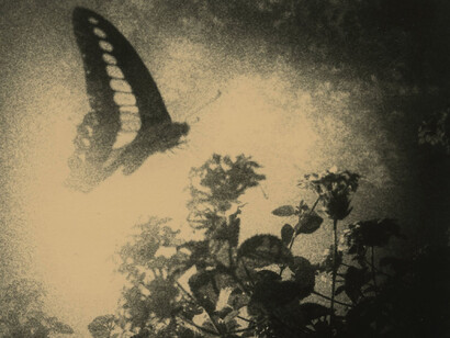 Miho Kajioka, BK0496 variant 2, 2014. Courtesy of Howard Greenberg Gallery
