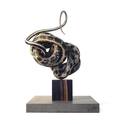 Polly Morgan, Some Sad Story