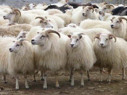 In Iceland there are more sheeps than people