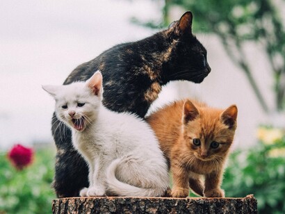 Três gatos observam o jardim do alto de um tronco, cercados pelo verde e pelas flores. Em meio à natureza, o felino revela uma combinação de curiosidade, autonomia e convivência que ajuda a explicar por que esses animais atravessaram milhares de anos ao lado dos seres humanos