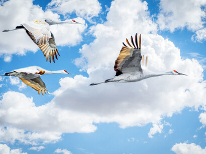 Sandhill cranes flying in the sky in California, with their feathers, the Fibonacci sequence