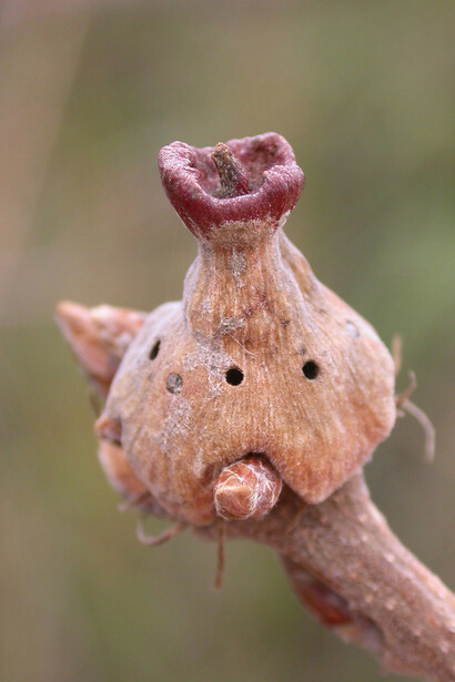 Galla di Andricus dentimitratus (Quercia)