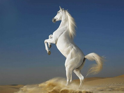 Arabian Horse, White Stallion 
