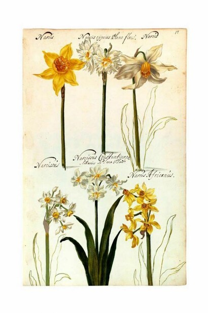 Florilegio della versione facsimile del De Geest della Biblioteca nazionale di Roma