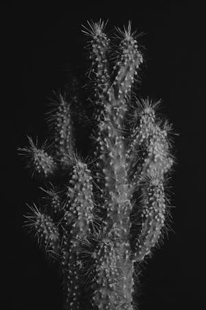 Cactus, usado como medicina natural