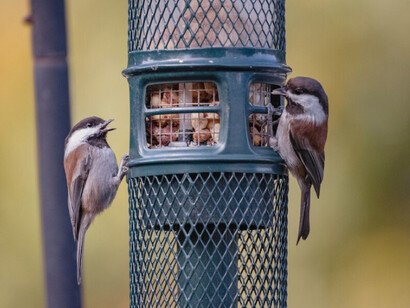 Perched on a black cage, a brown and white bird prepares to escape
