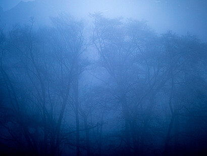 Misty forest, ph. Michael Stillwater 