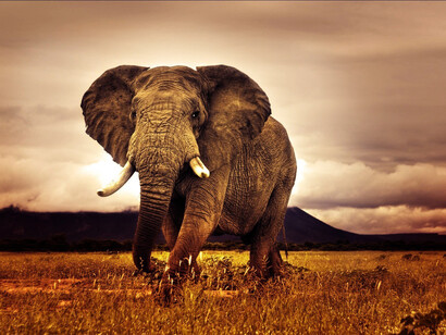 Un gran elefante africano