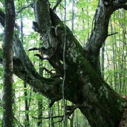 Il bosco dei faggi