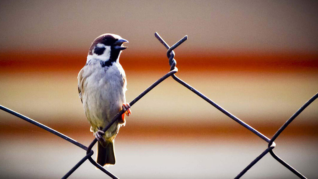 Liberati dai vincoli