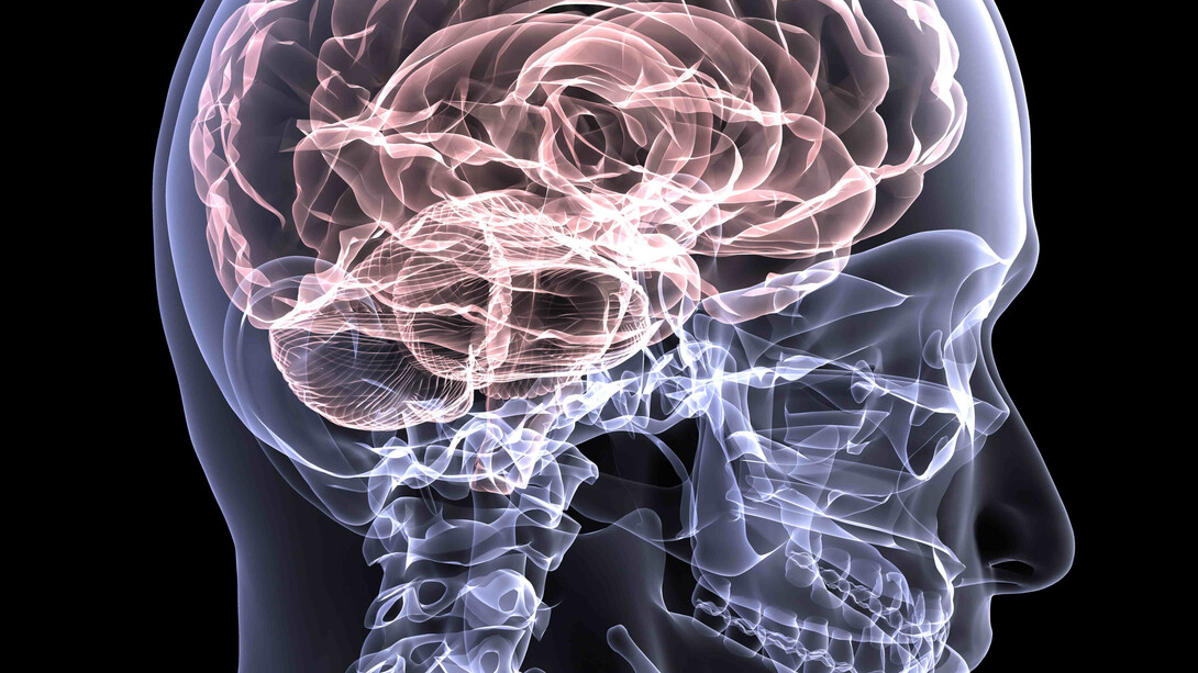 El cerebro. El gran desconocido de nuestra cabeza