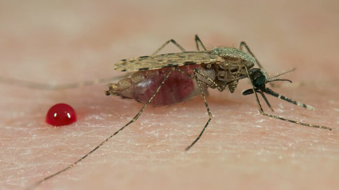 Parasites. Courtesy of National Museum of Scotland