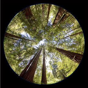 Peter Newman, Redwood Forest, California, 2008