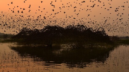 Rosy starling flock beginning murmuration, Bhigwan, Maharashtra (India) © Ashish Kothari