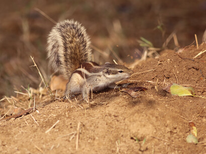 Five-striped Palm Squirrel often seen in association with Jungle Babblers (c) Gehan de Silva Wijeyeratne