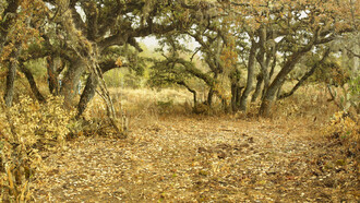 Bosque, Latuvi, Oaxaca