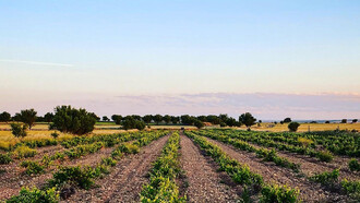 Campo de cultivo en Minaya, Albacete