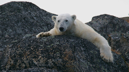 Although this COP is the best one in history, it has already come too late