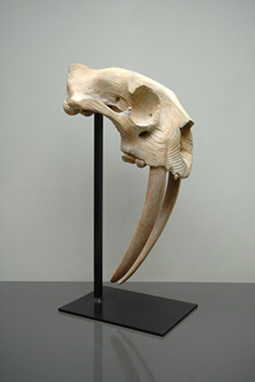 Quentin Garel, Tigre à dents de sabre, 2013, Bronze, 29½" x 10½" x 23" 