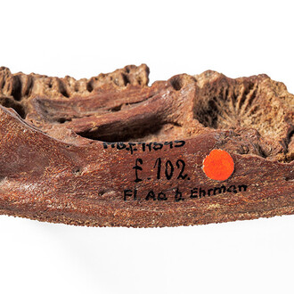 Fossile Fische und Amphibien. Courtesy of Museum für Naturkunde