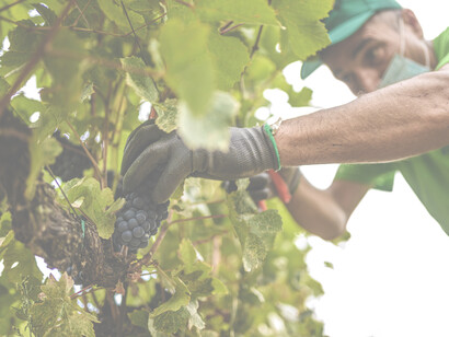 Lavoro e fatica durante la vendemmia